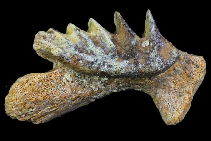Cretaceous Lungfish (Ceratodus) Tooth Plate #81170